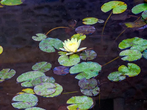 iOS APP 下载二维码